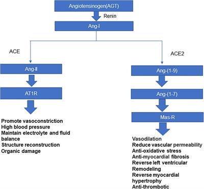 Cardiac injury progression in children with multisystem inflammatory syndrome associated with SARS-CoV-2 infection: a review